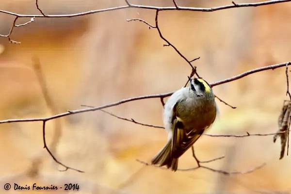 Roitelet à couronne dorée -Golden-crowned Kinglet by heolzo is licensed under CC BY 2.0.